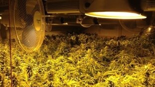 Internationale actiedag tegen ondermijnende hennepteelt