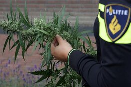 Roermond; Aantreffen grote hoeveelheid hennep.