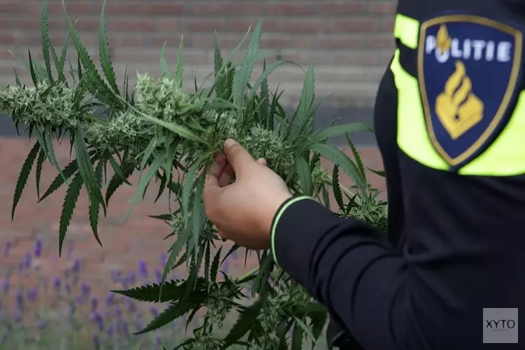 Roermond; Aantreffen grote hoeveelheid hennep.