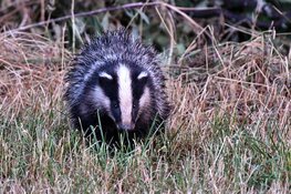 Provincie Limburg wil de twee dassen bij de tv-toren in Roermond zo snel mogelijk naar veilig onderkomen brengen