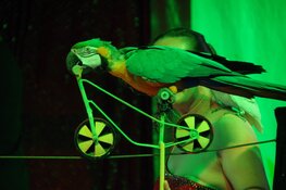 Circus Bolalou komt 2 weken naar Roermond