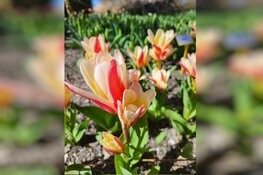 Voorjaar in Poldertuin Anna Paulowna