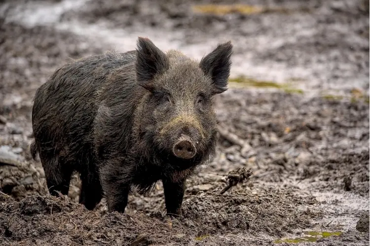 Provincie Limburg gaat door met begrenzen leefgebied wilde zwijnen rond De Meinweg