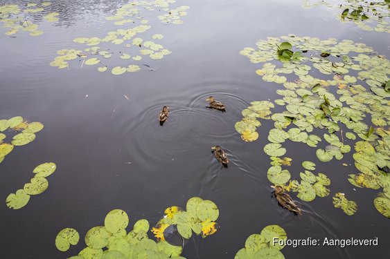 Wat vind jij van water in Limburg? Waterschap Limburg start publiekspeiling