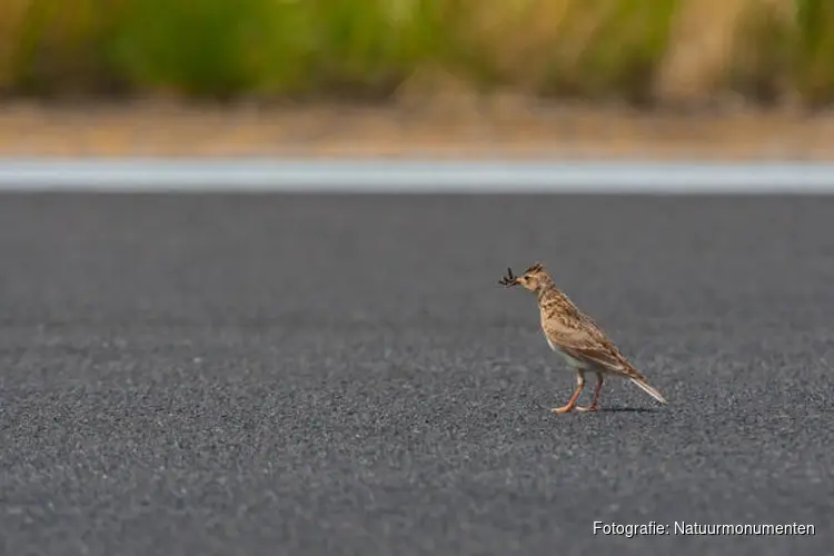Nederlanders willen meer ruimte voor natuur